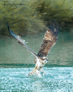 Osprey Photography