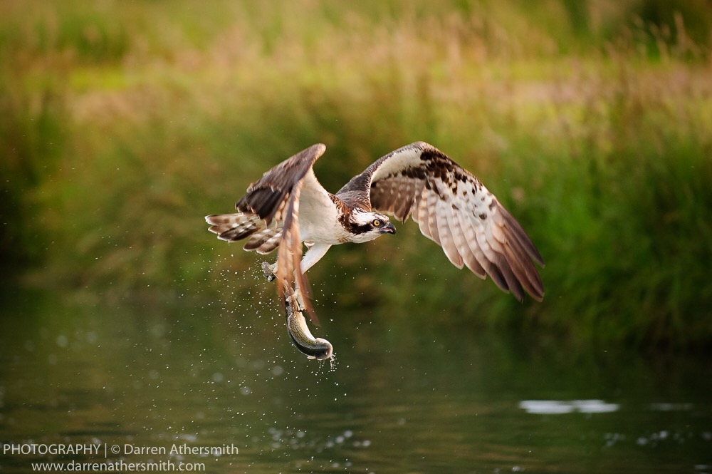 Osprey Photography in Rutland